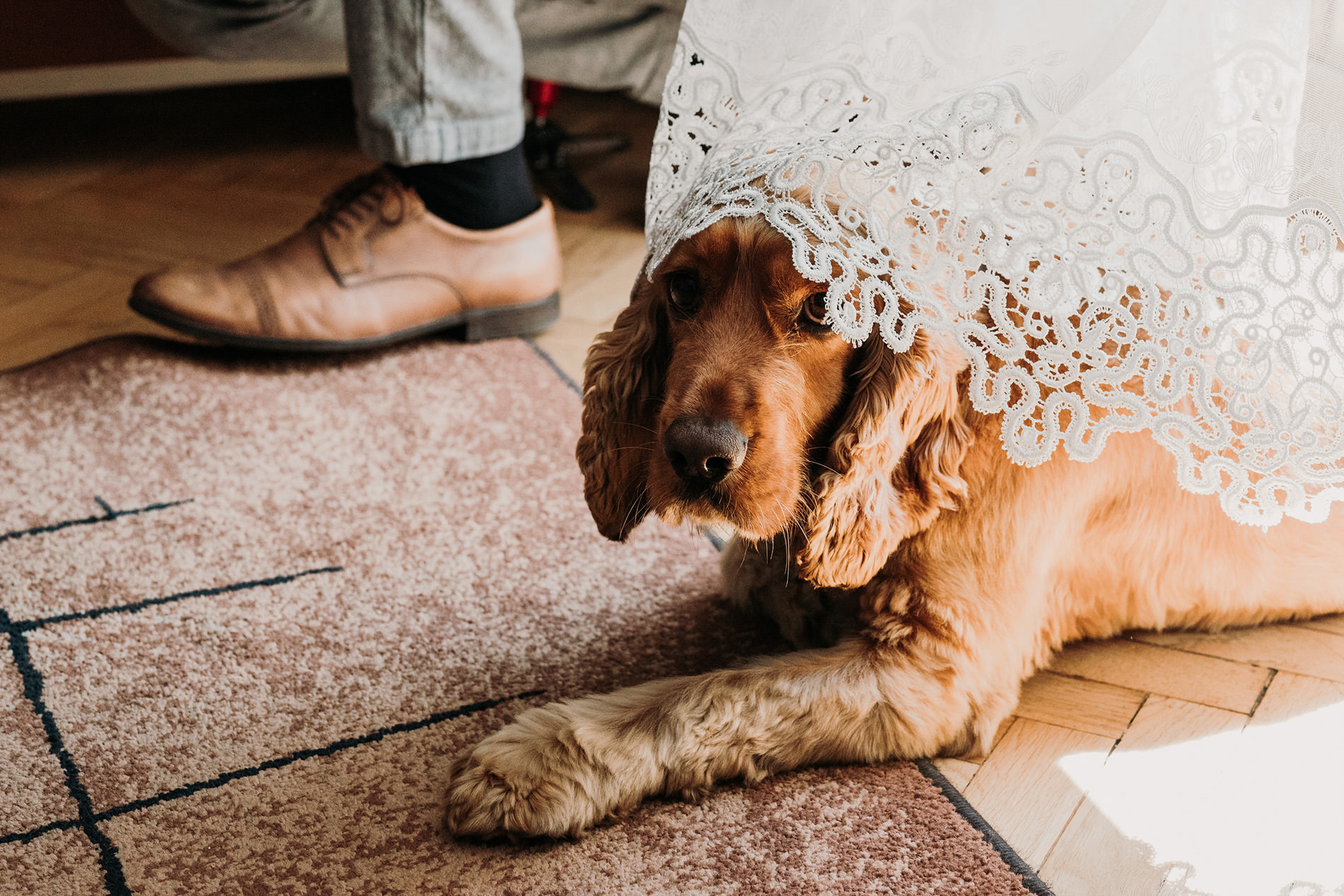 dog at the wedding